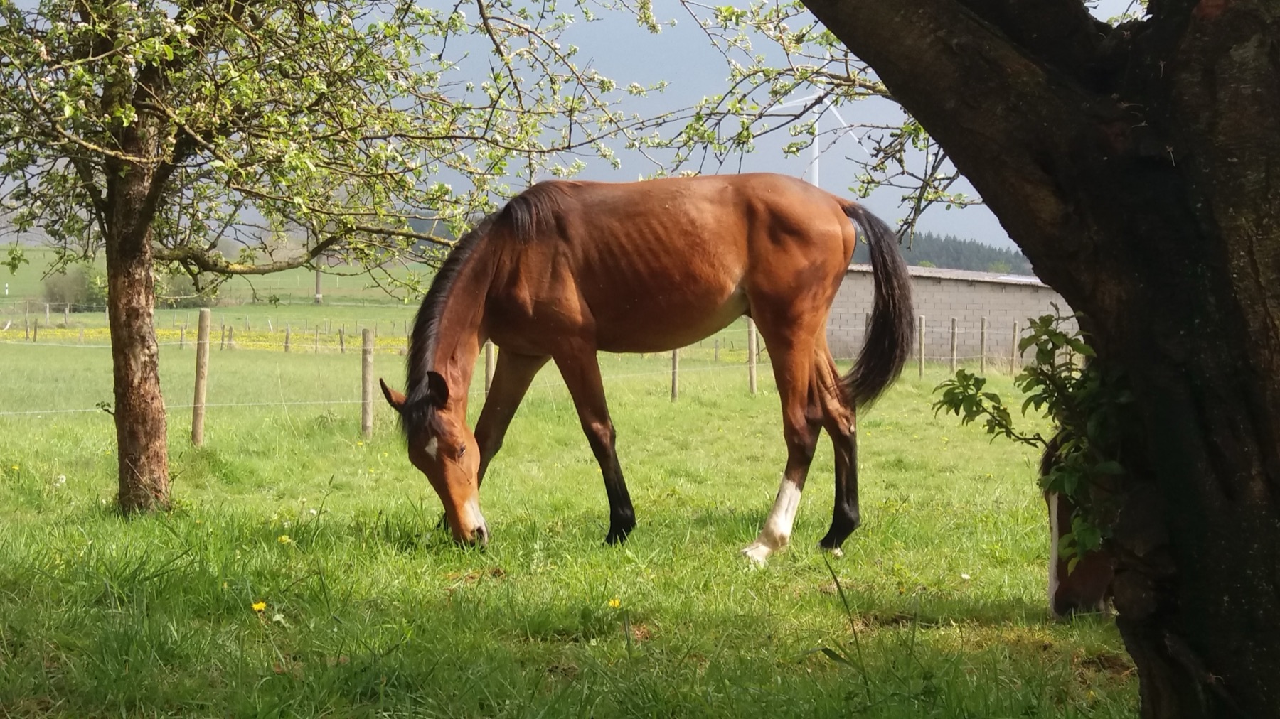 Weiden und Paddocks des Haras d'As